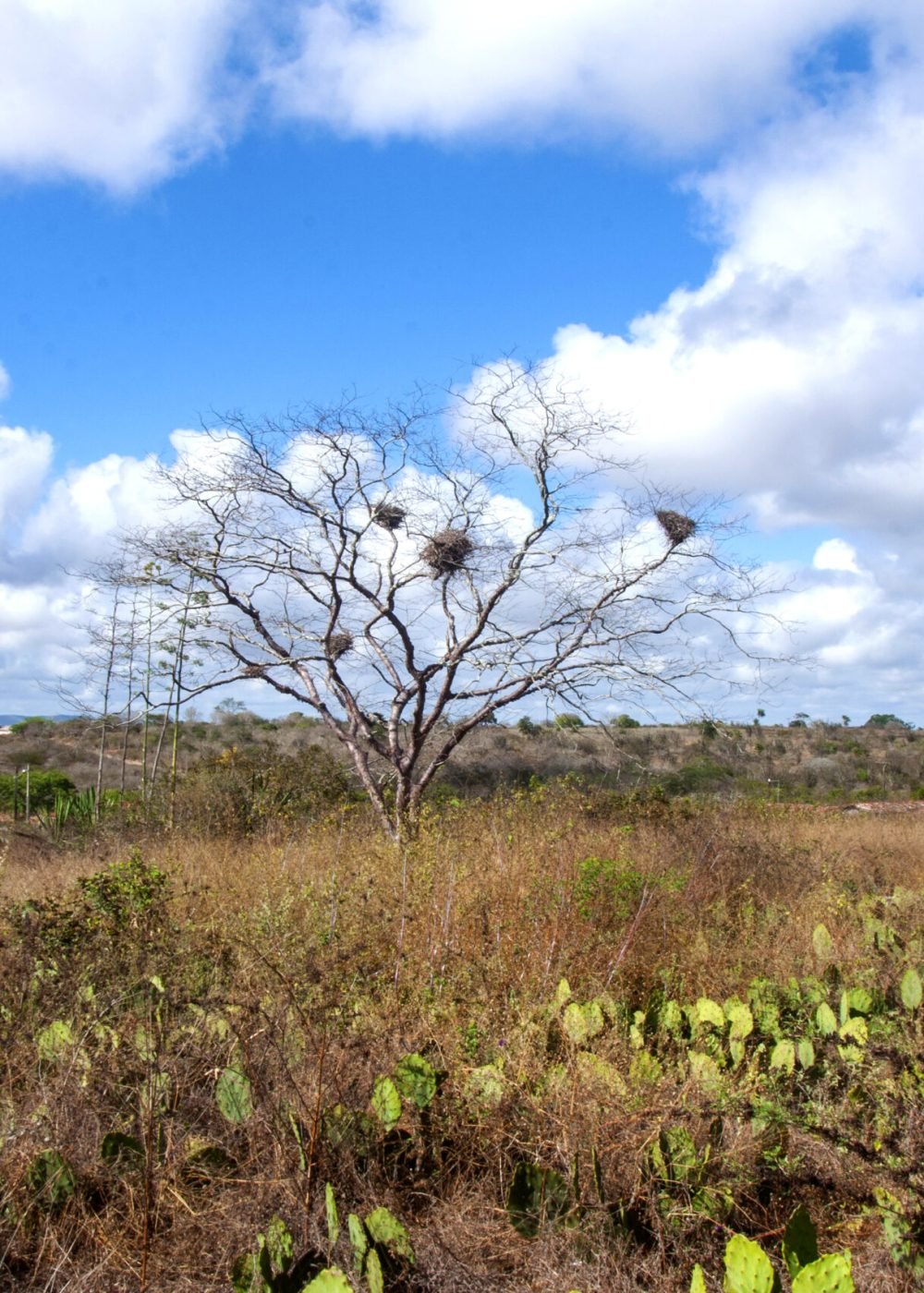 Olivedos - Visita Tec. JB-UEPB - AC © Sérgio Melo 0028