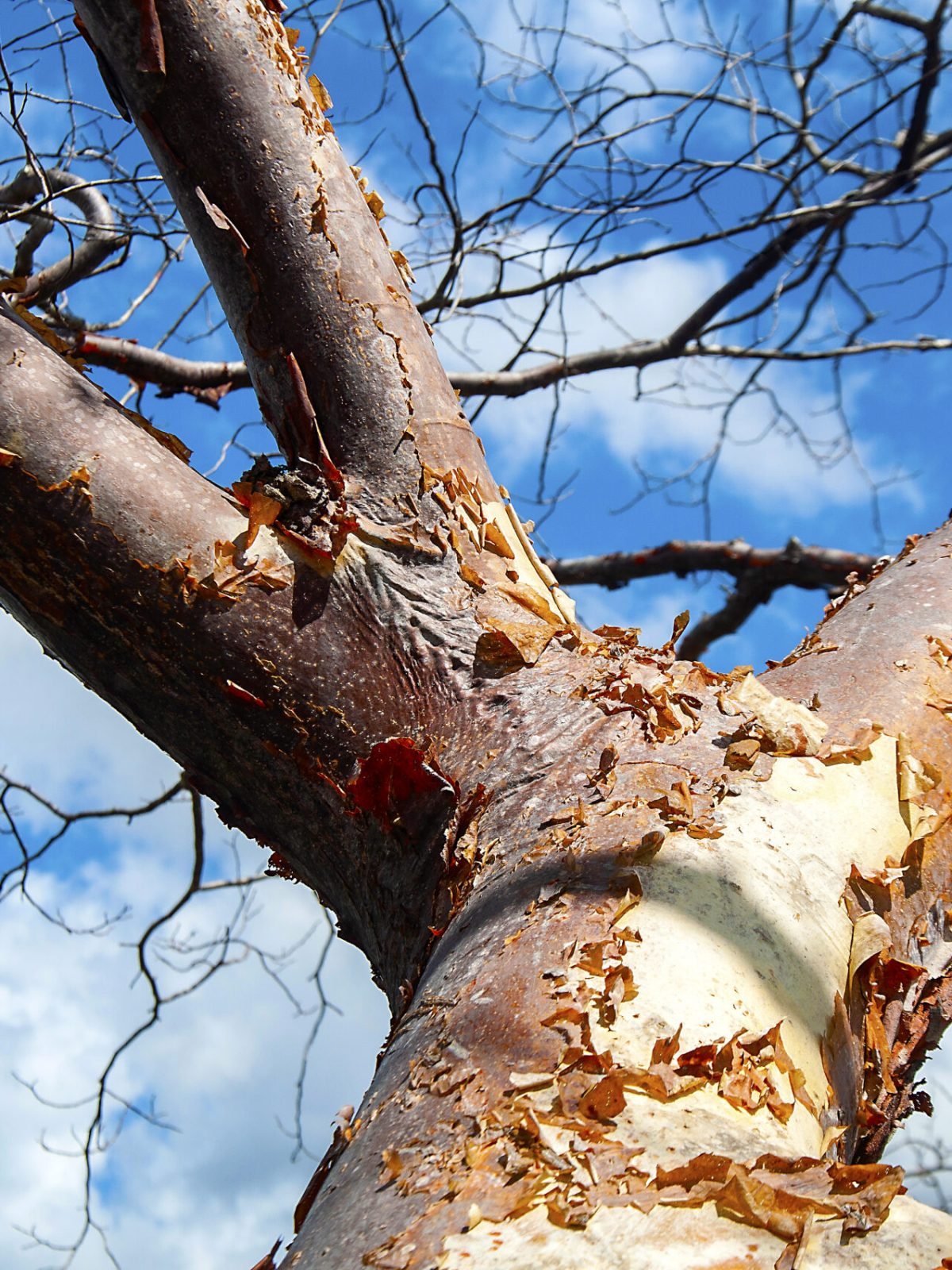 Olivedos - Visita Tec. JB-UEPB - AC © Sérgio Melo 0086