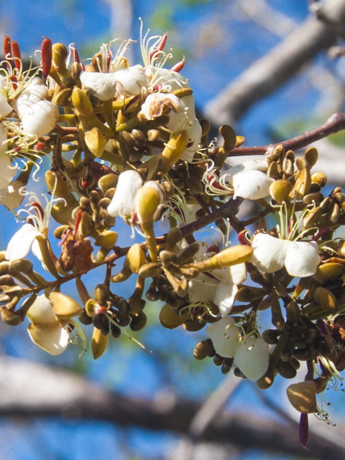 PROJETO Cumaru - UEPB - 2023 © Sérgio Melo PBC 1