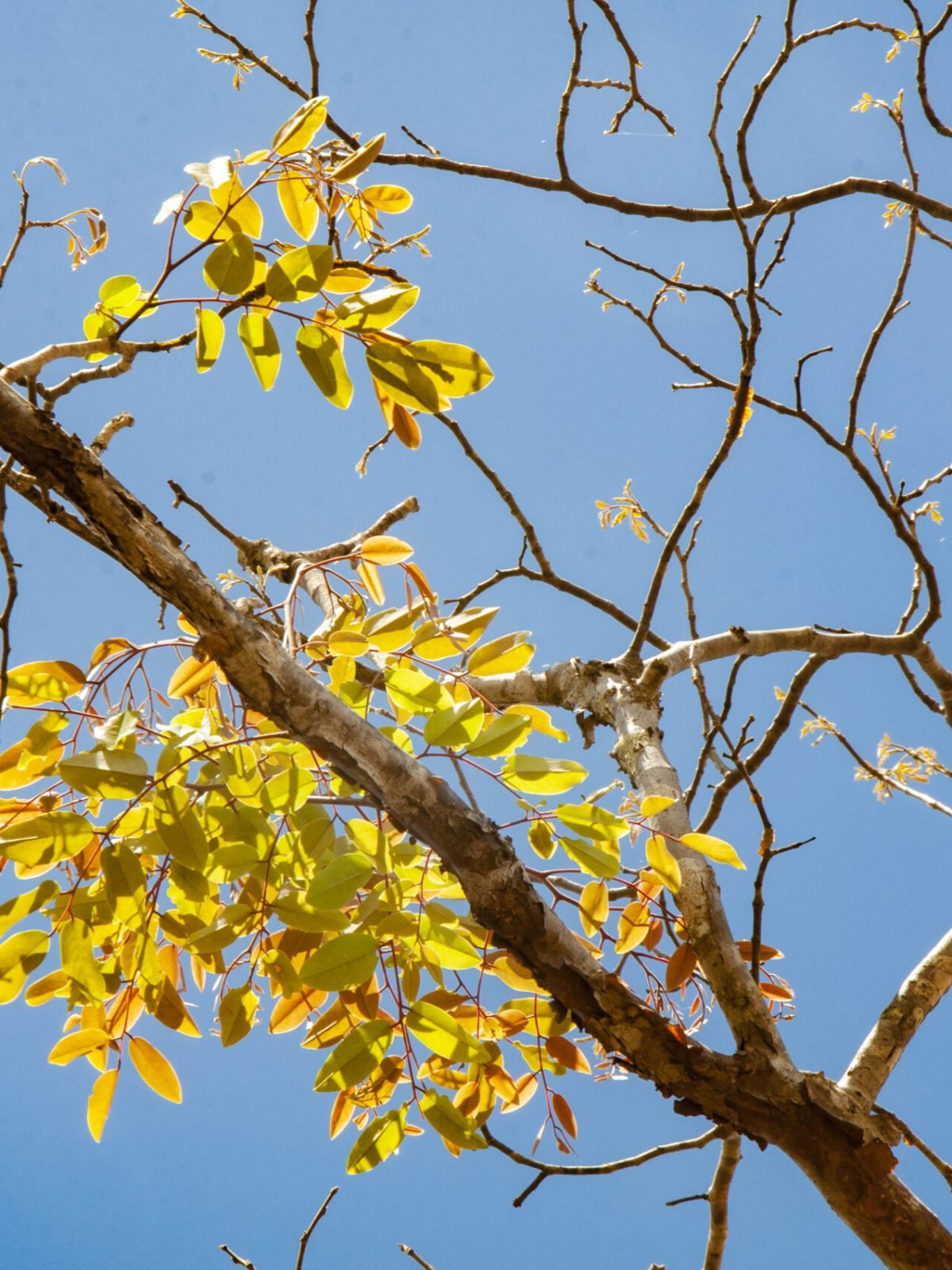 Pedra Lavrada - Visita Tec. - 001 - JB-UEPB - AC © Sérgio Melo 0129